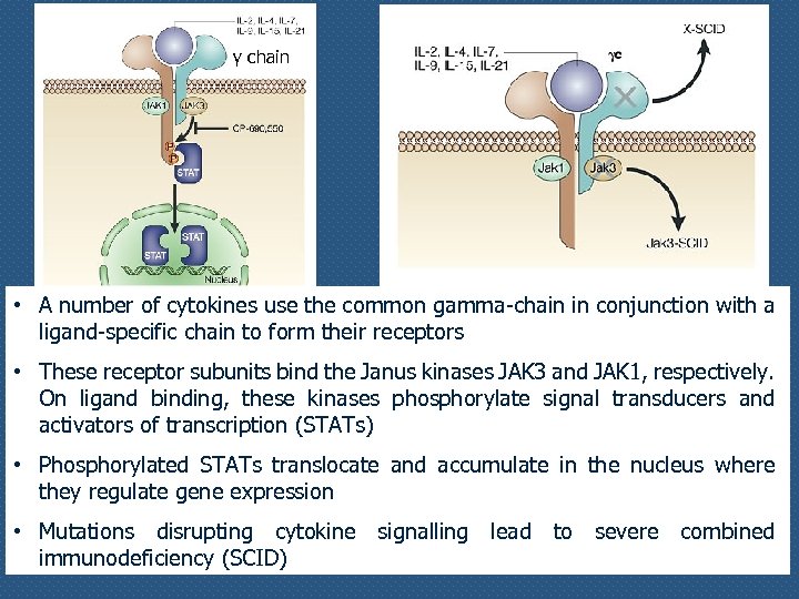 γ chain • A number of cytokines use the common gamma-chain in conjunction with