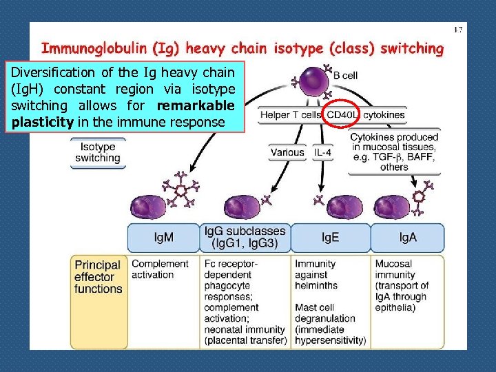 Diversification of the Ig heavy chain (Ig. H) constant region via isotype switching allows