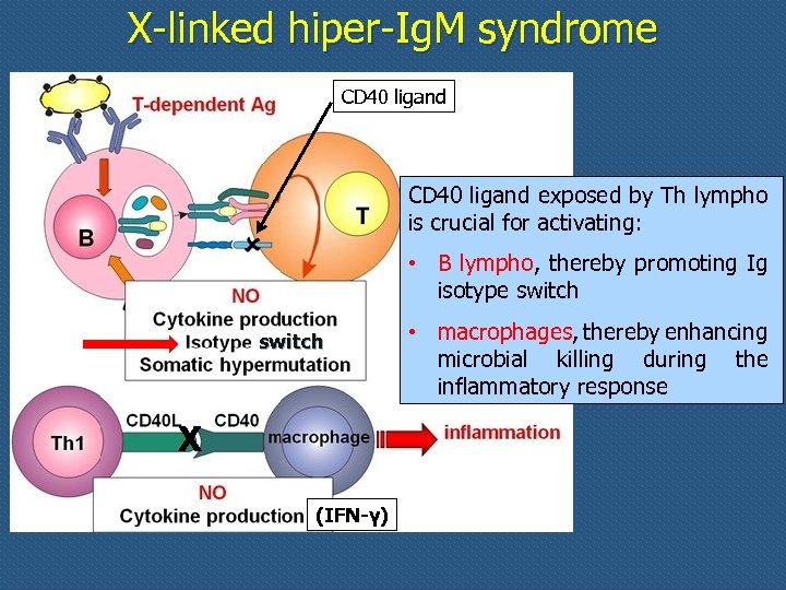 X-linked hiper-Ig. M syndrome CD 40 ligand exposed by Th lympho is crucial for