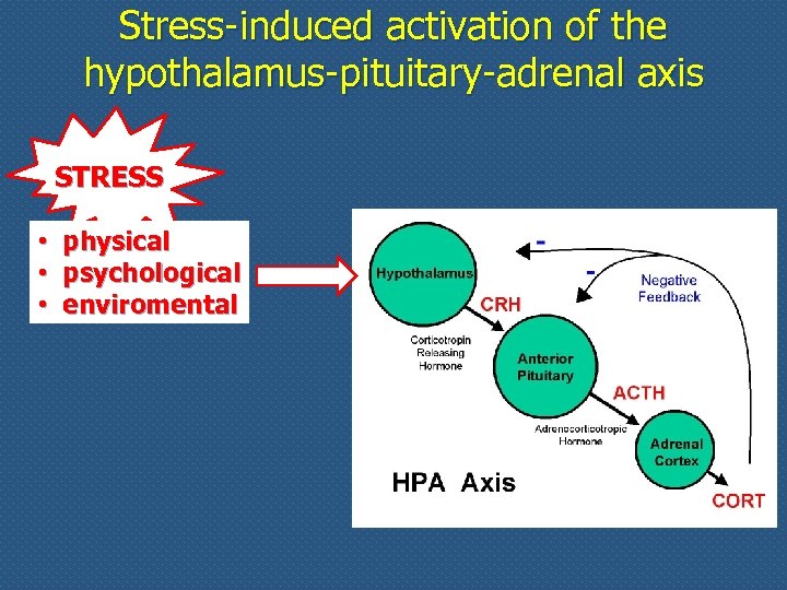 Stress-induced activation of the hypothalamus-pituitary-adrenal axis STRESS • • • physical psychological enviromental 