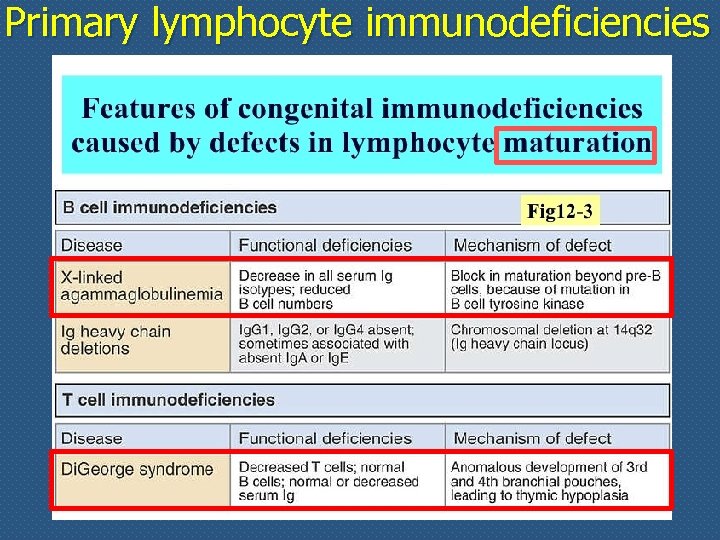 Primary lymphocyte immunodeficiencies 
