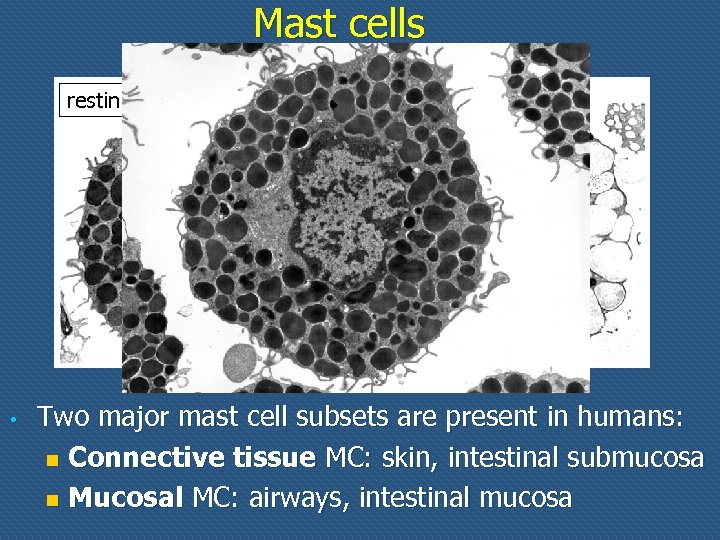 Mast cells resting • activated Two major mast cell subsets are present in humans: