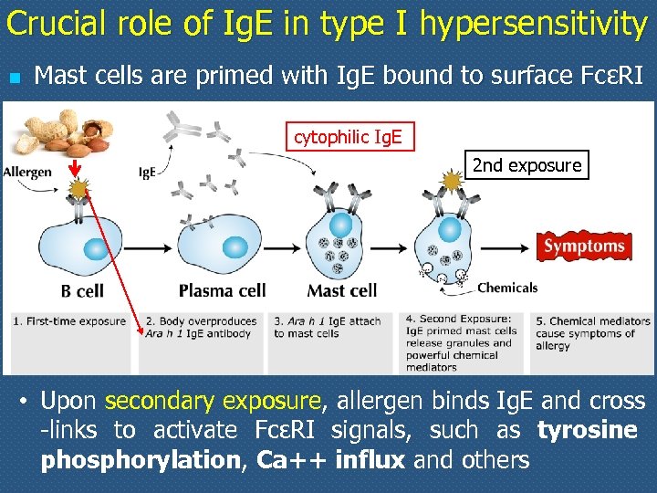 Crucial role of Ig. E in type I hypersensitivity n Mast cells are primed