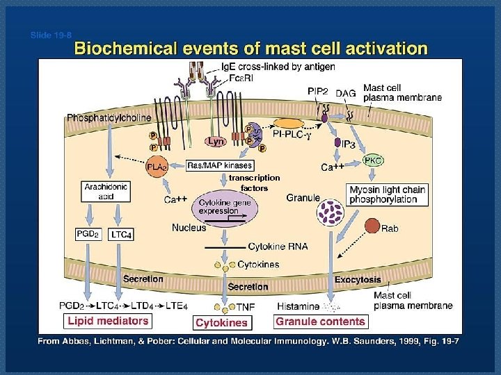 transcription factors 