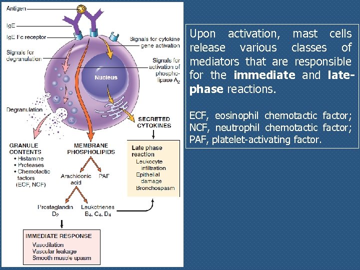 Upon activation, mast cells release various classes of mediators that are responsible for the