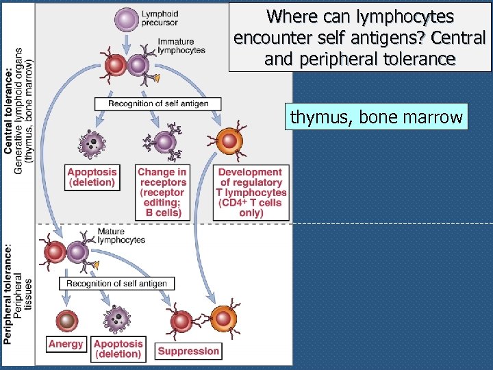 Where can lymphocytes encounter self antigens? Central and peripheral tolerance thymus, bone marrow 