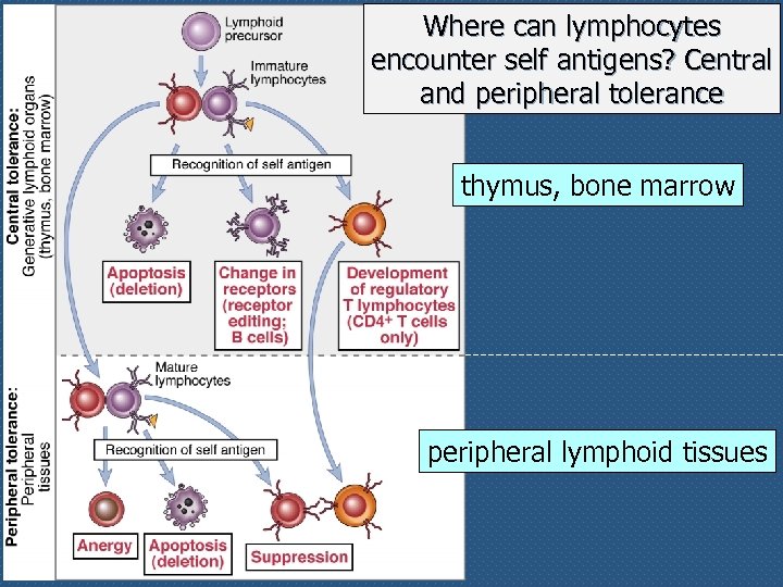 Where can lymphocytes encounter self antigens? Central and peripheral tolerance thymus, bone marrow peripheral