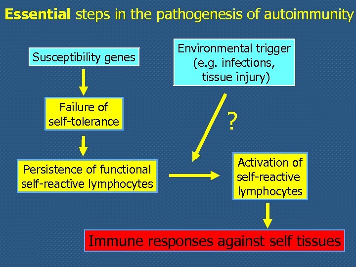 Essential steps in the pathogenesis of autoimmunity Susceptibility genes Failure of self-tolerance Persistence of
