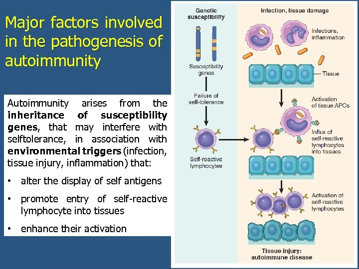 Major factors involved in the pathogenesis of autoimmunity Autoimmunity arises from the inheritance of
