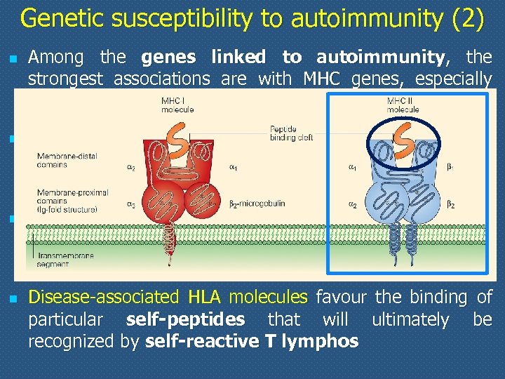 Genetic susceptibility to autoimmunity (2) n n Among the genes linked to autoimmunity, the