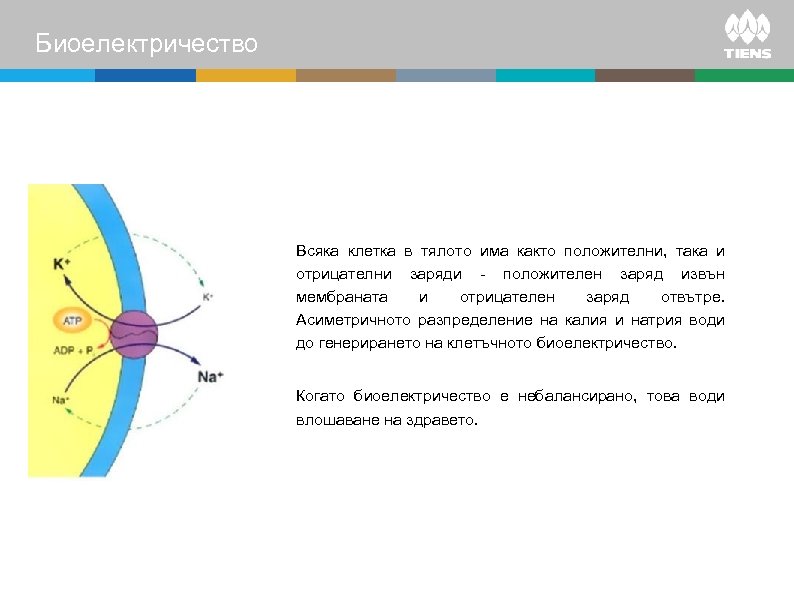 Биоелектричество Всяка клетка в тялото има както положителни, така и отрицателни заряди - положителен