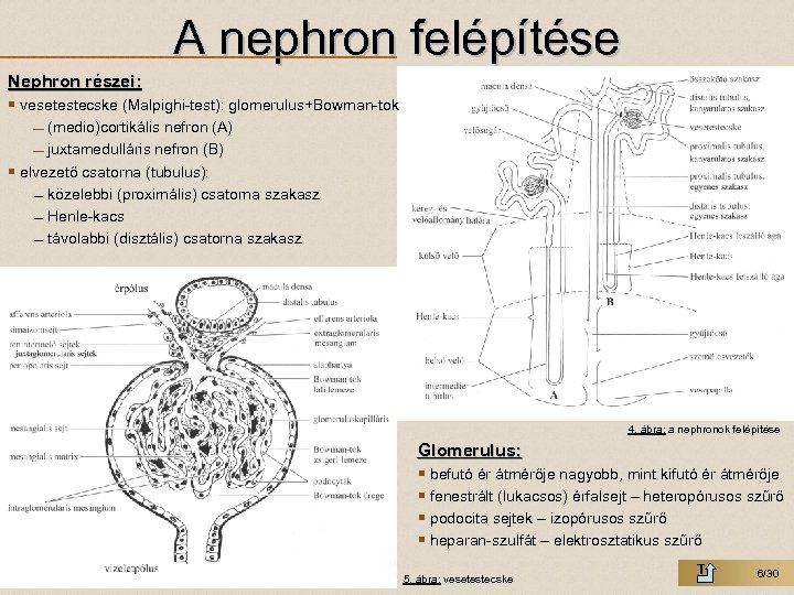 A nephron felépítése Nephron részei: § vesetestecske (Malpighi-test): glomerulus+Bowman-tok (medio)cortikális nefron (A) juxtamedulláris nefron