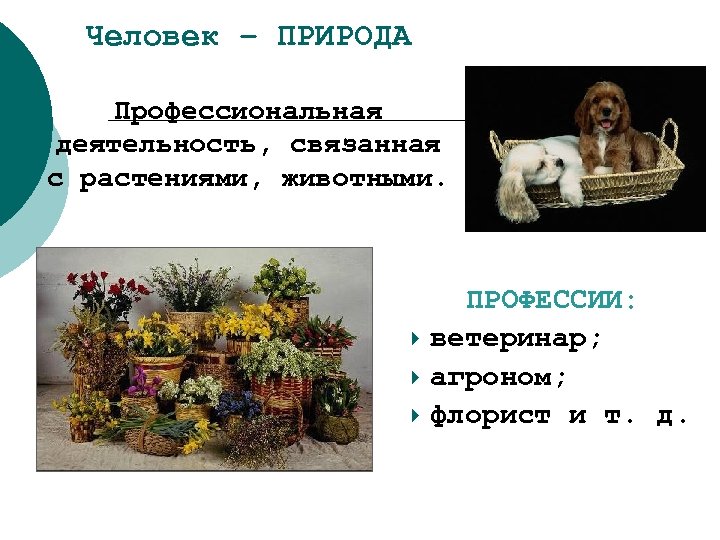 Человек – ПРИРОДА Профессиональная деятельность, связанная с растениями, животными. ПРОФЕССИИ: ветеринар; агроном; флорист и