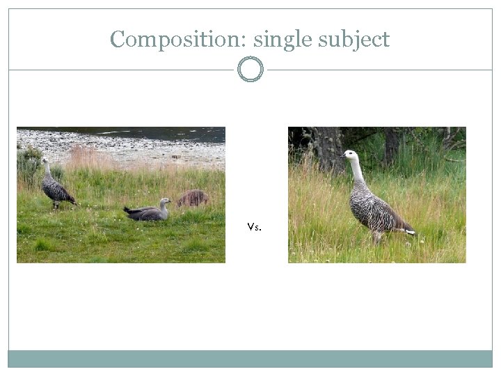 Composition: single subject Vs. 
