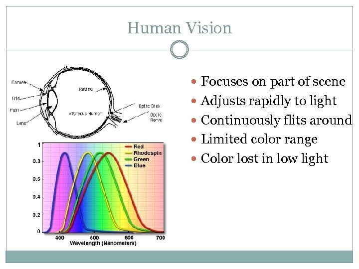 Human Vision Focuses on part of scene Adjusts rapidly to light Continuously flits around