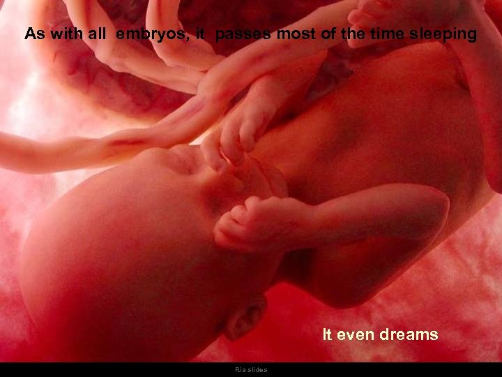 As with all embryos, it passes most of the time sleeping It even dreams