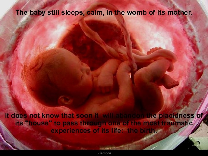 The baby still sleeps, calm, in the womb of its mother. It does not