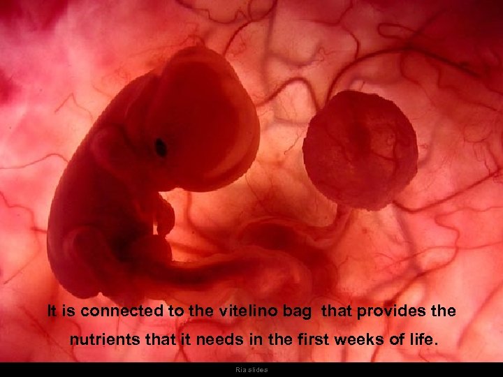 It is connected to the vitelino bag that provides the nutrients that it needs