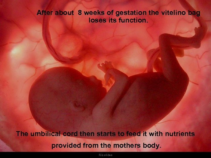 After about 8 weeks of gestation the vitelino bag loses its function. The umbilical