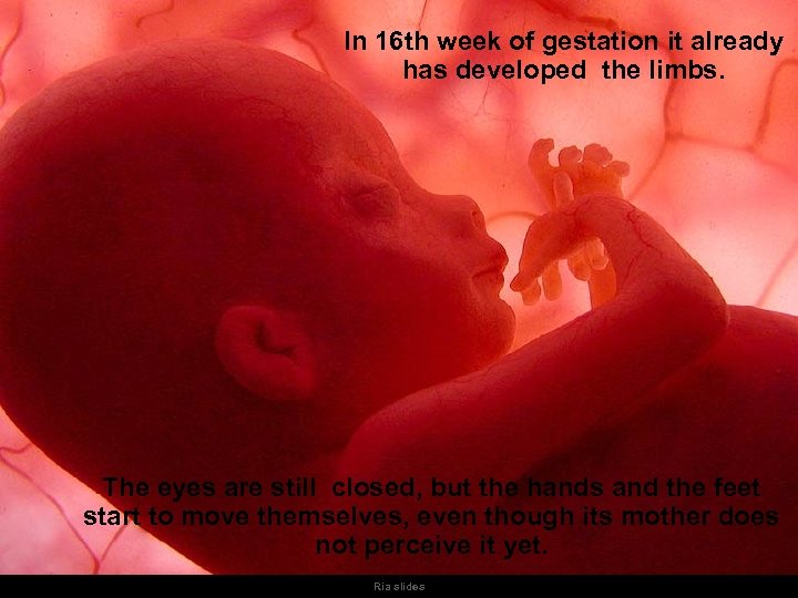 In 16 th week of gestation it already has developed the limbs. The eyes