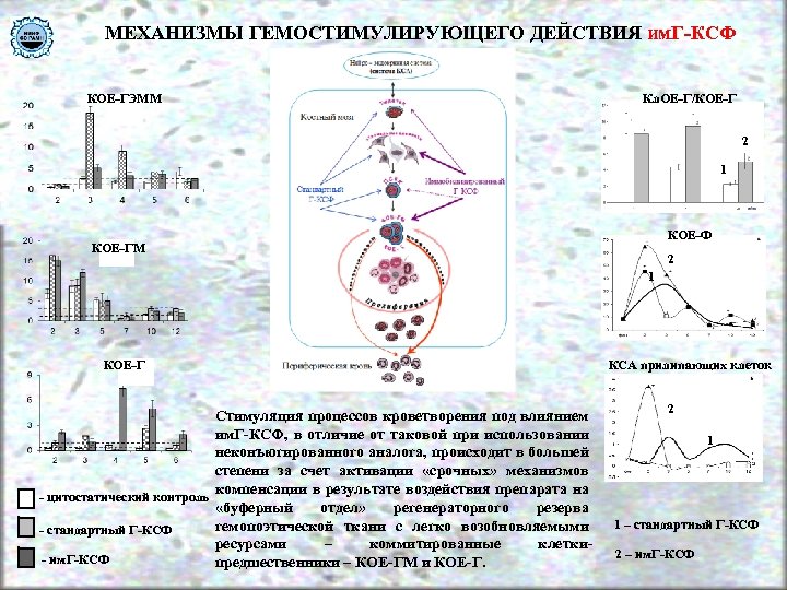 МЕХАНИЗМЫ ГЕМОСТИМУЛИРУЮЩЕГО ДЕЙСТВИЯ им. Г-КСФ КОЕ-ГЭММ Кл. ОЕ-Г/КОЕ-Г 2 1 КОЕ-Ф КОЕ-ГМ 2 1