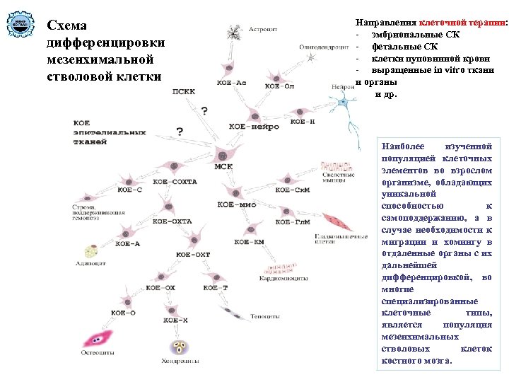 Схема дифференцировки мезенхимальной стволовой клетки Направления клеточной терапии: - эмбриональные СК - фетальные СК