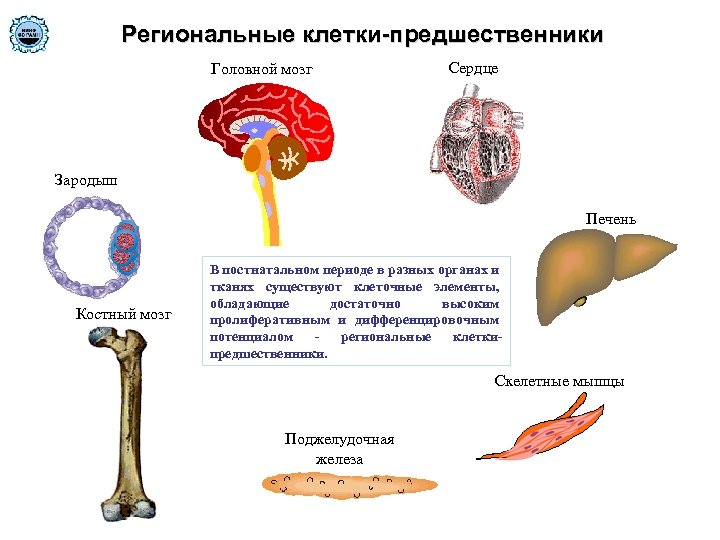 Региональные клетки-предшественники Головной мозг Сердце Зародыш Печень Костный мозг В постнатальном периоде в разных