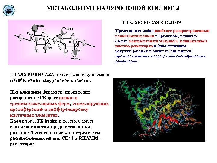 МЕТАБОЛИЗМ ГИАЛУРОНОВОЙ КИСЛОТЫ ГИАЛУРОНОВАЯ КИСЛОТА Представляет собой наиболее распространенный гликозаминогликан в организме, входит в