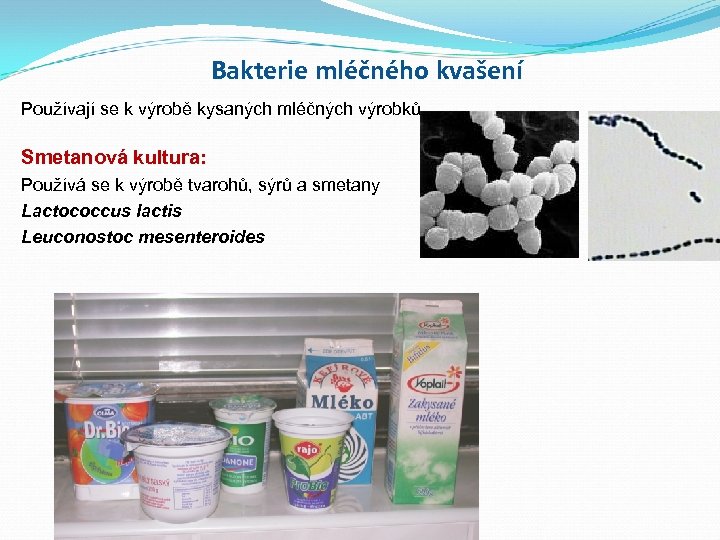 Bakterie mléčného kvašení Používají se k výrobě kysaných mléčných výrobků Smetanová kultura: Používá se