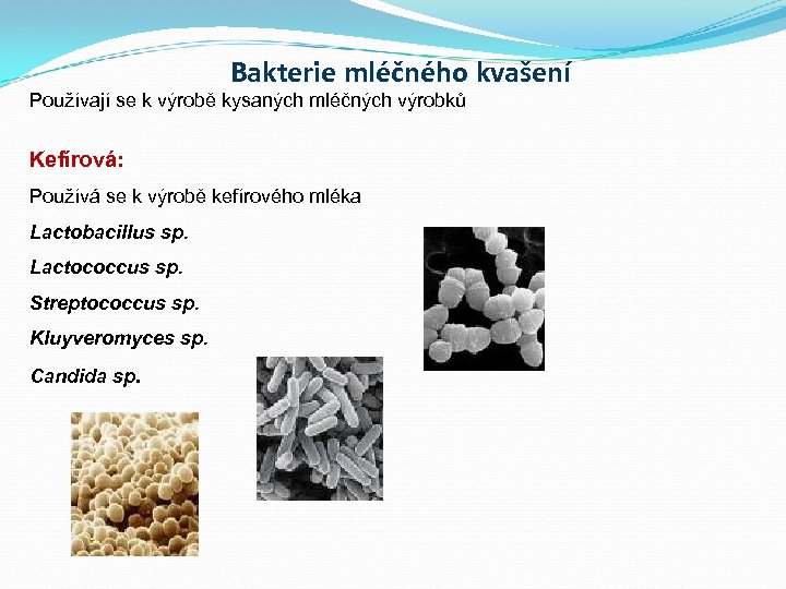 Bakterie mléčného kvašení Používají se k výrobě kysaných mléčných výrobků Kefírová: Používá se k