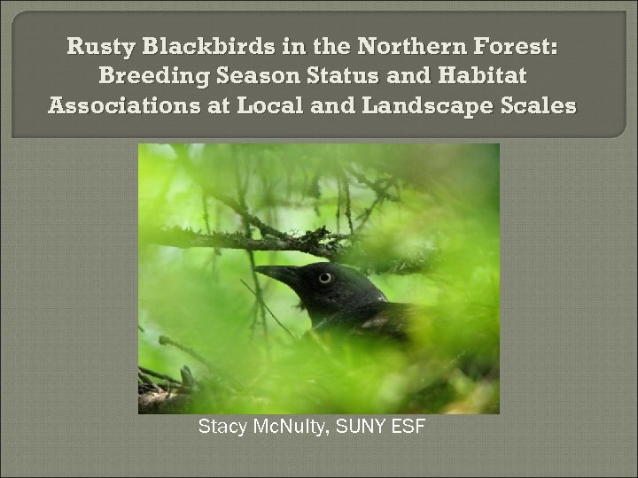 Rusty Blackbirds in the Northern Forest: Breeding Season Status and Habitat Associations at Local