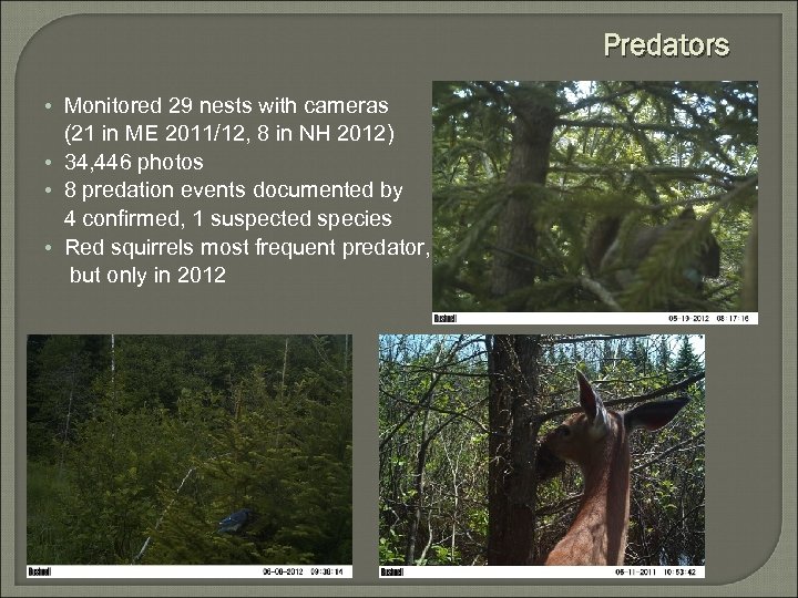 Predators • Monitored 29 nests with cameras (21 in ME 2011/12, 8 in NH