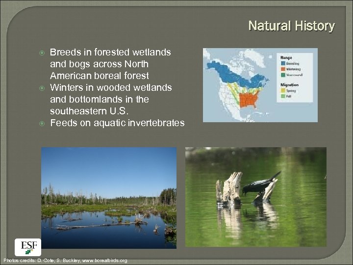 Natural History Breeds in forested wetlands and bogs across North American boreal forest Winters