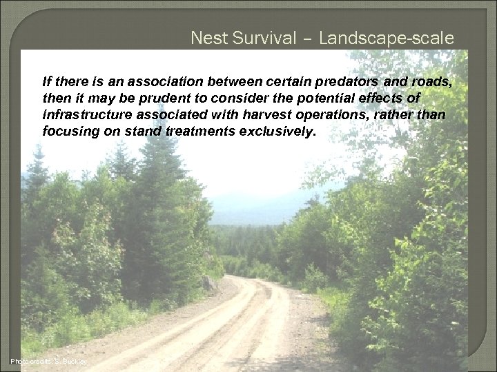 Nest Survival – Landscape-scale If there is an association between certain predators and roads,