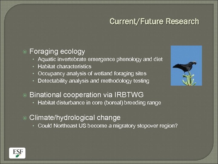 Current/Future Research Foraging ecology • • Aquatic invertebrate emergence phenology and diet Habitat characteristics