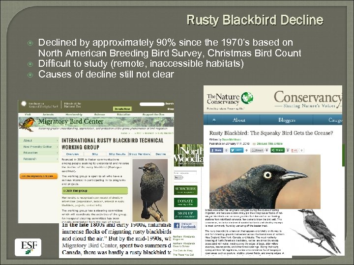 Rusty Blackbird Declined by approximately 90% since the 1970’s based on North American Breeding