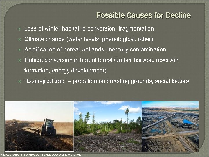 Possible Causes for Decline Loss of winter habitat to conversion, fragmentation Climate change (water