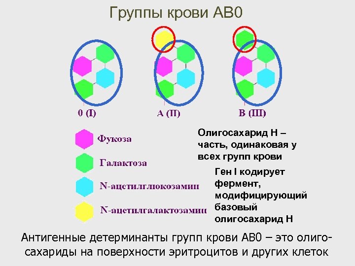 Укажите изображение аллельных друг другу генов