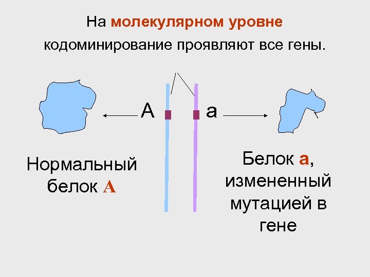 На молекулярном уровне кодоминирование проявляют все гены. А Нормальный белок А а Белок а,