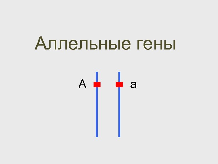 Аллельные гены А а 