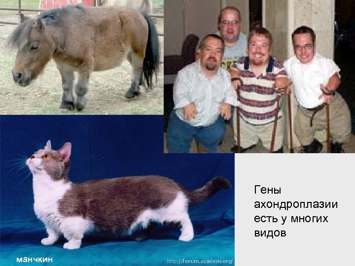 Гены ахондроплазии есть у многих видов манчкин 