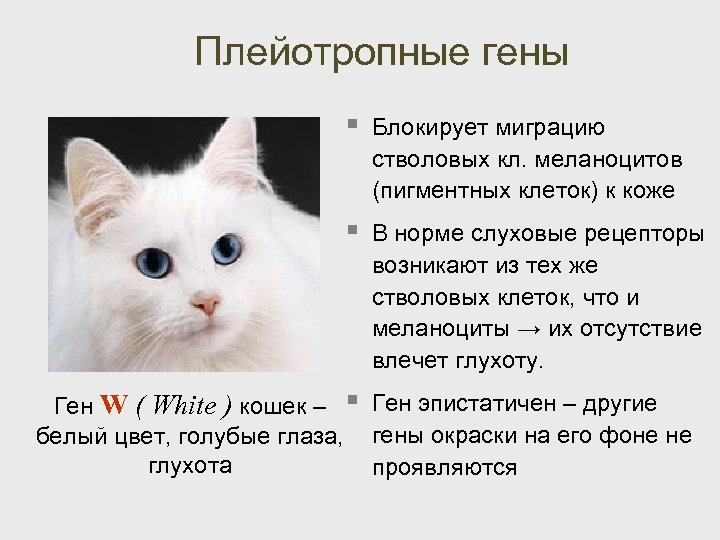 Плейотропные гены § Блокирует миграцию стволовых кл. меланоцитов (пигментных клеток) к коже § В