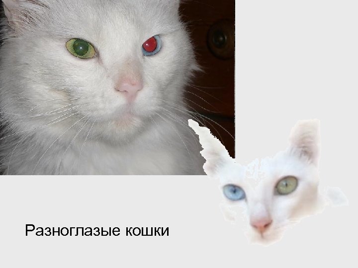 Разноглазые кошки 