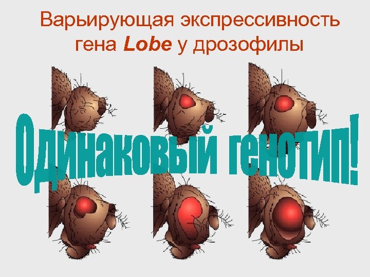 Варьирующая экспрессивность гена Lobe у дрозофилы 