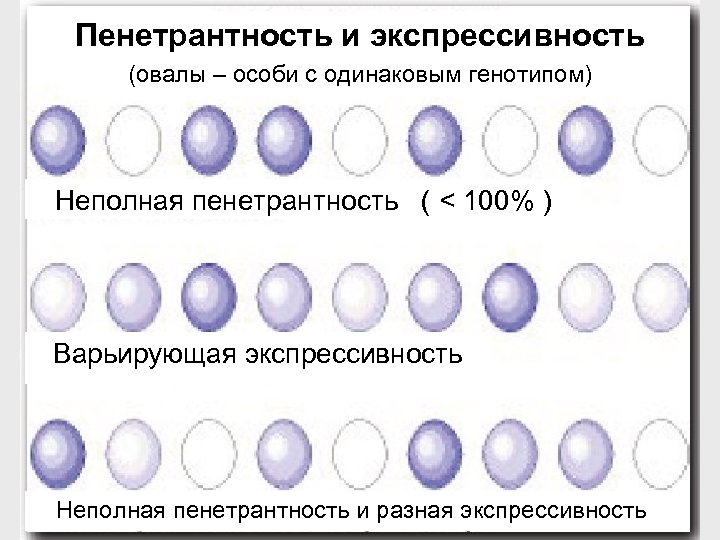 Пенетрантность и экспрессивность (овалы – особи с одинаковым генотипом) Неполная пенетрантность ( < 100%
