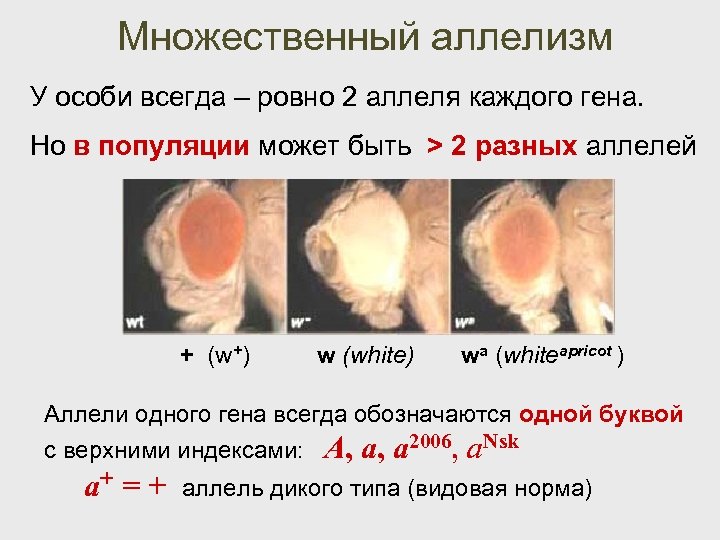 Множественный аллелизм У особи всегда – ровно 2 аллеля каждого гена. Но в популяции
