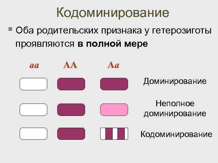 Укажите изображение аллельных друг другу генов