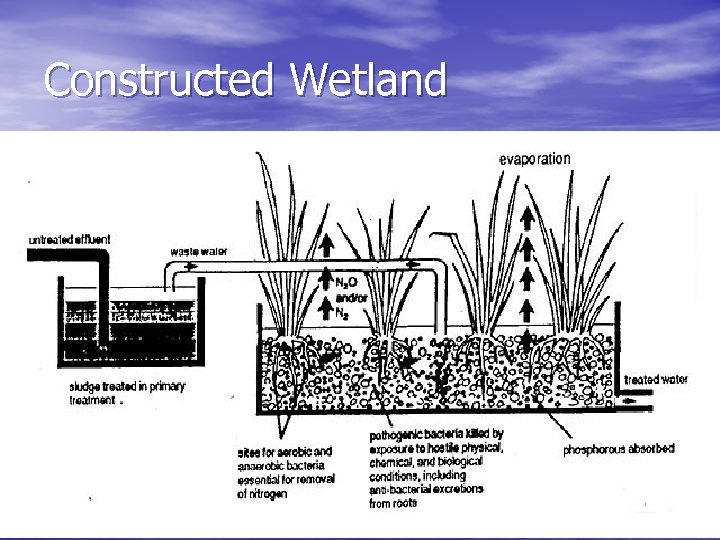 Constructed Wetland 