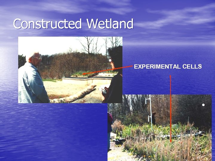 Constructed Wetland EXPERIMENTAL CELLS 