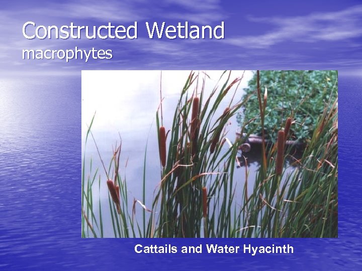 Constructed Wetland macrophytes Cattails and Water Hyacinth 